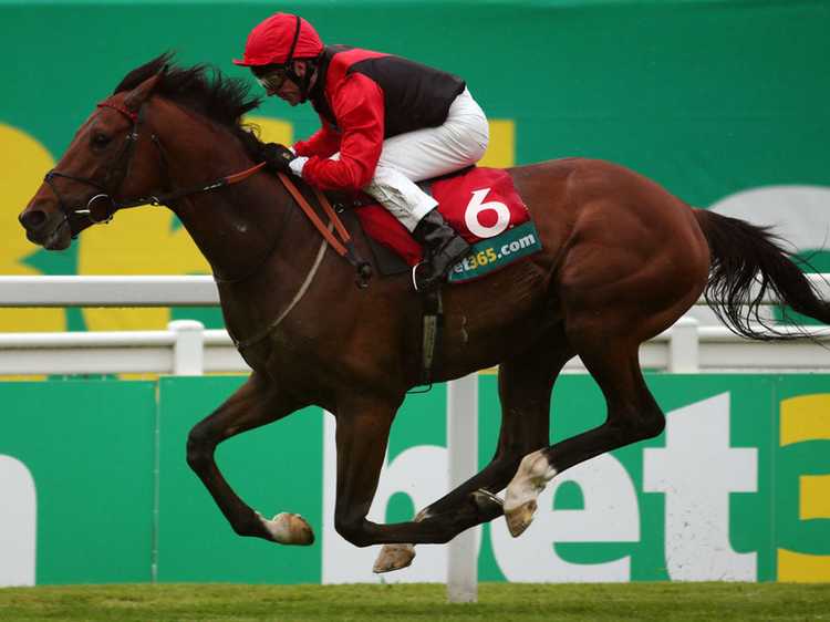 Portfolio de votre cheval sur Bet365